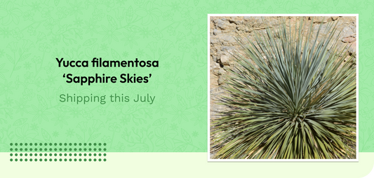 Yucca filamentosa ‘Sapphire Skies’ – Shipping this July