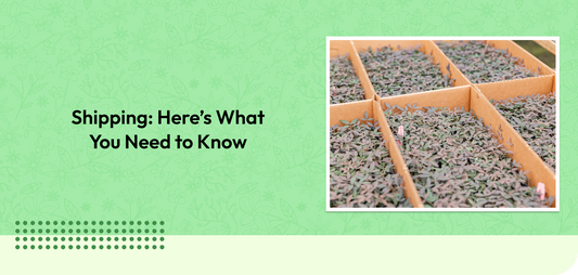Shipping: Here’s What You Need to Know