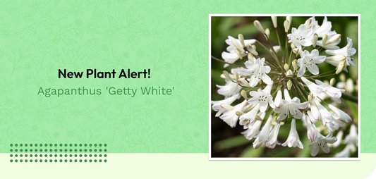 New Plant Alert!  Agapanthus 'Getty White'