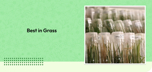 Best in Grass