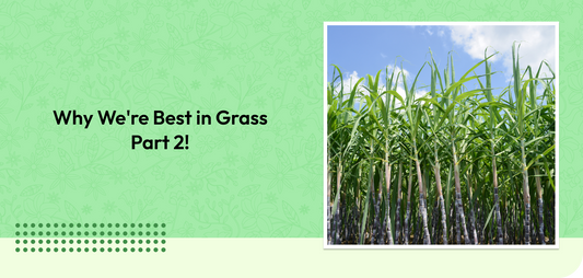 Why We're Best in Grass — Part 2!