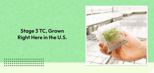 Stage 3 TC, Grown Right Here in the U.S.