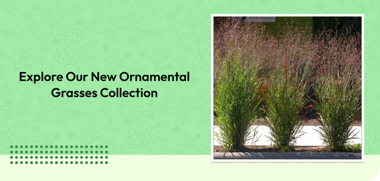 Explore Our New Ornamental Grasses Collection