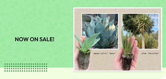 NOW ON SALE!