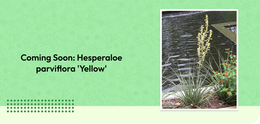 Coming Soon: Hesperaloe parviflora 'Yellow'