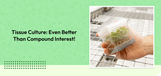 Tissue Culture: Even Better Than Compound Interest!