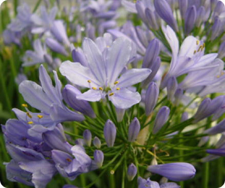 peter pan lavender plants Agapanthus Improved Peter Pan