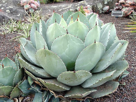 Agave parryi truncata Variegado – TiaJuanas Plants México Agave parryi truncata Variegado – TiaJuanas Plants México