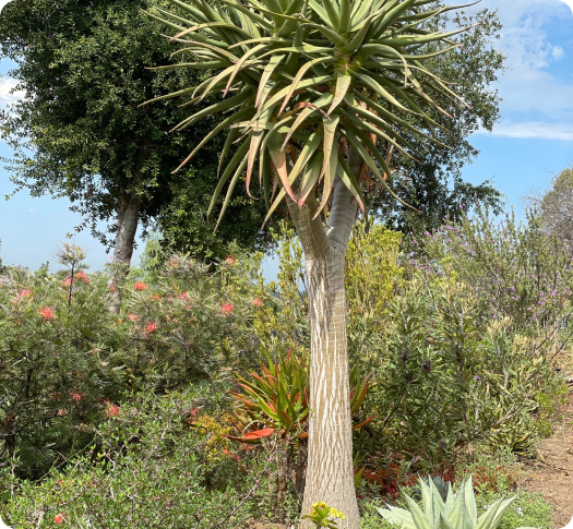 aloe hercules Aloe Hercules