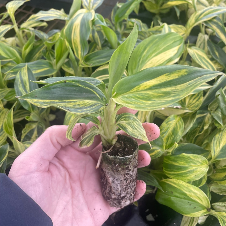 Alpinia zerumbet Variegata