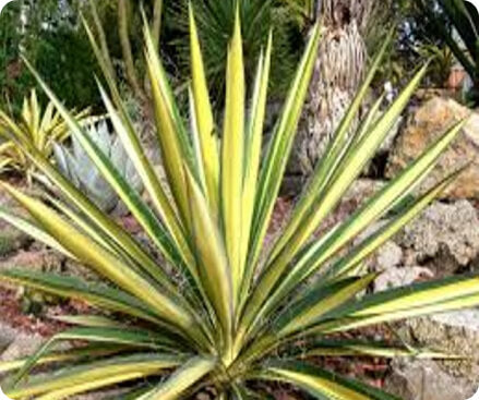 Yucca young plants