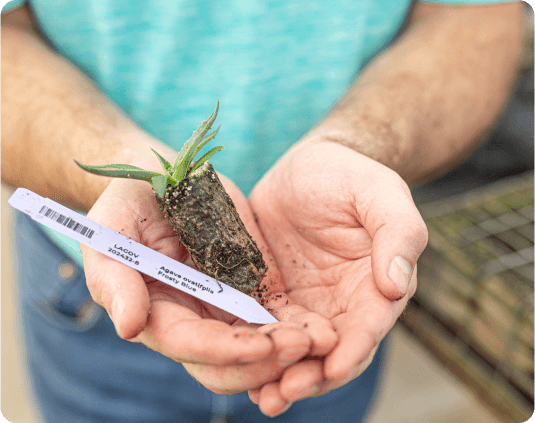 Key features & benefits of Agave ovatifolia giant 'Frosty Blue'