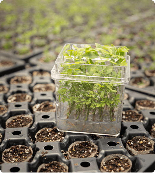 young plants nursery