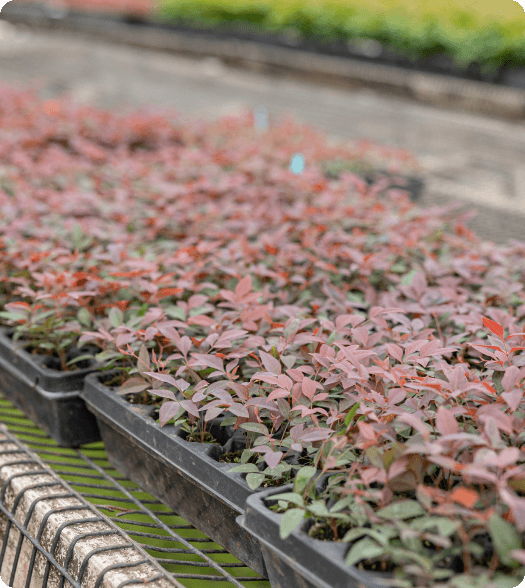nursery and young plants