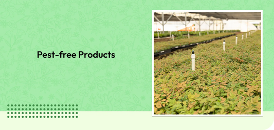 Pest-free Products