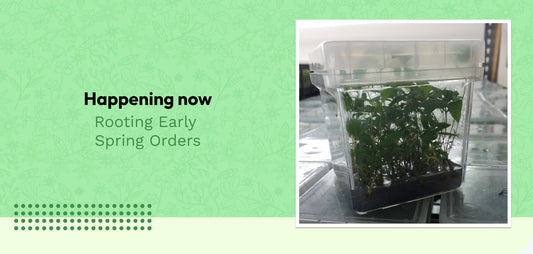 Happening Now: Rooting Early Spring Orders