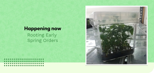 Happening Now: Rooting Early Spring Orders