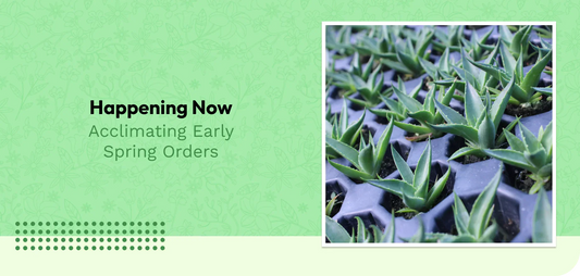 Happening Now: Acclimating Early Spring Orders