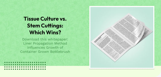 Tissue Culture vs. Stem Cuttings: Which Wins?