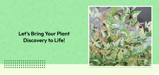 Let’s Bring Your Plant Discovery to Life!