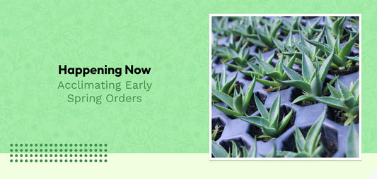 Happening Now: Acclimating Early Spring Orders