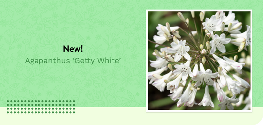 NEW! Agapanthus ‘Getty White’