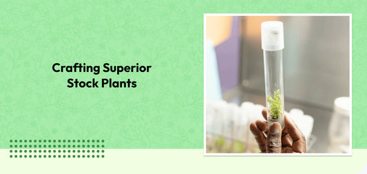 Crafting Superior Stock Plants