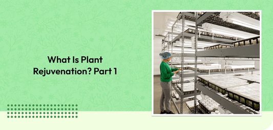 What Is Plant Rejuvenation? Part 1