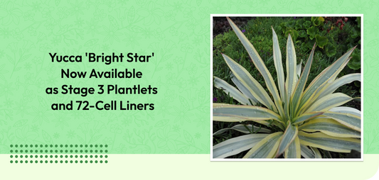 Yucca 'Bright Star' Now Available as Stage 3 Plantlets and 72-Cell Liners