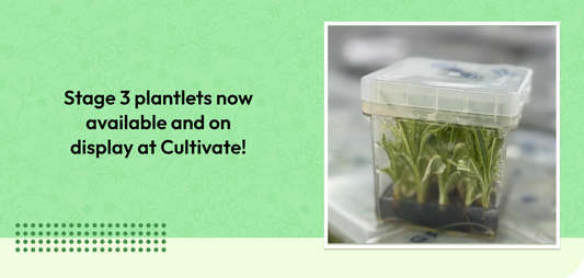 Stage 3 plantlets now available and on display at Cultivate!