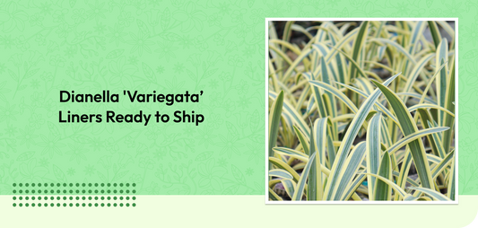 Dianella 'Variegata’ Liners Ready to Ship