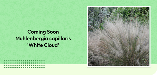 Coming Soon - Muhlenbergia capillaris 'White Cloud'