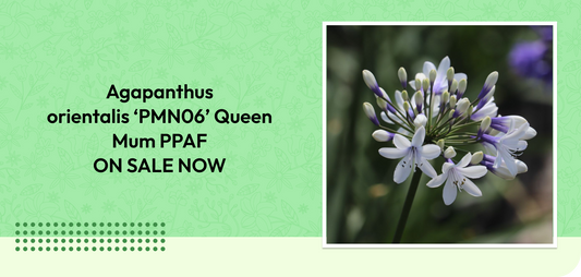 Agapanthus orientalis ‘PMN06’ Queen Mum PPAF ON SALE NOW