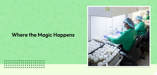 Where the Magic Happens