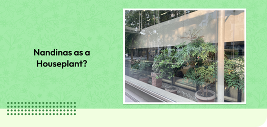 Nandinas as a Houseplant?