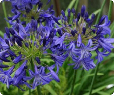 Agapanthus ‘Northern Star’