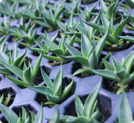 Agave young plants