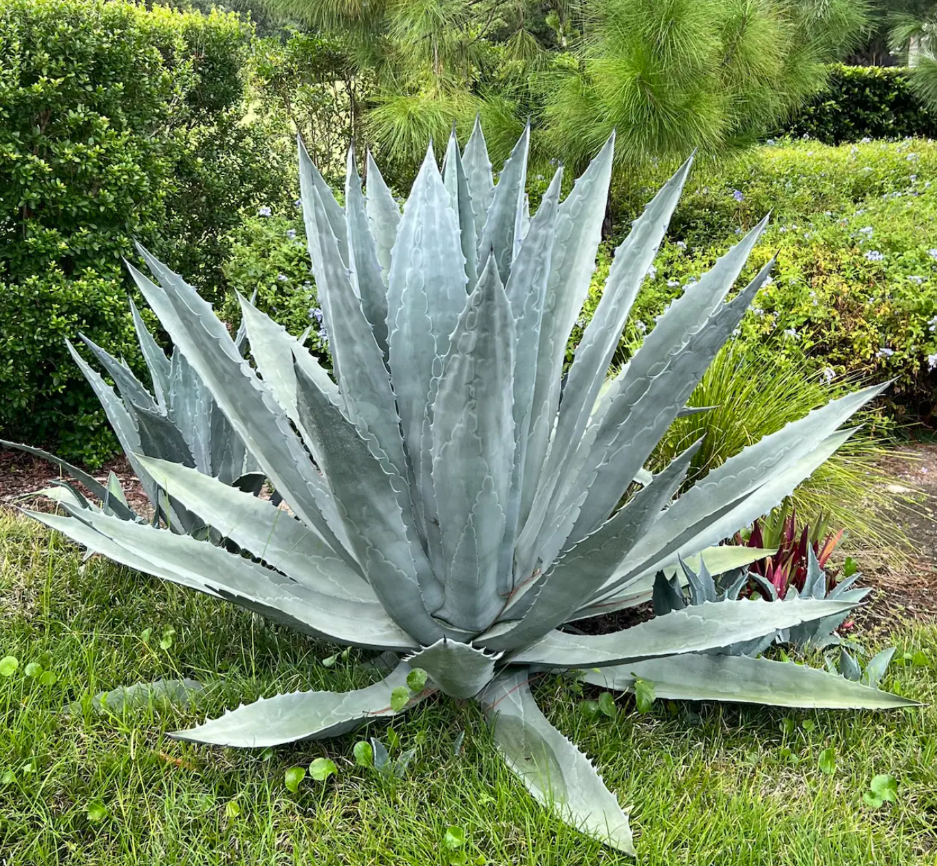 Agave americana