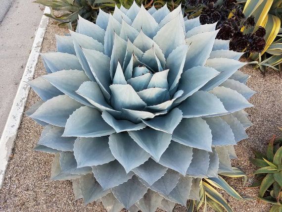Agave ovatifolia 'Frosty Blue' ※ アガベ オバティフォリア Agave ovatifolia 'Frosty Blue' ※ アガベ オバティフォリア