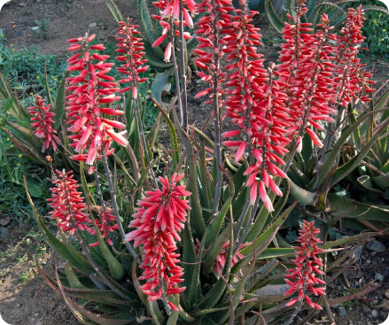 Aloe ‘Safari Rose’ PP28,002