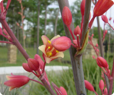 Hesperaloe young plants