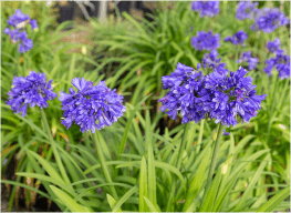 Agapanthus