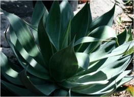 Agave