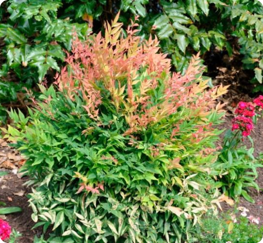 Nandina young plants