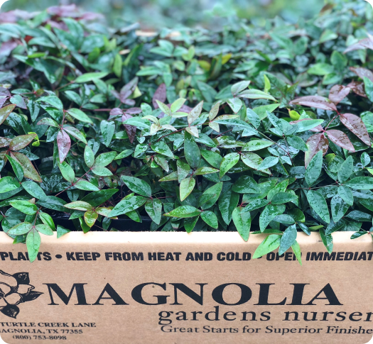 Nandina liners