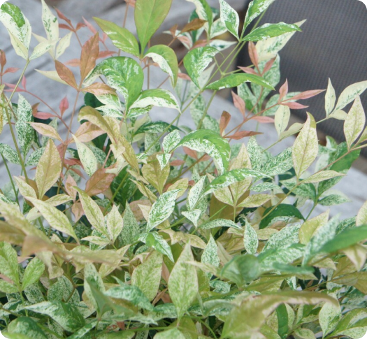 Nandina young plants