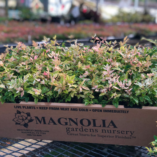 Nandina liners