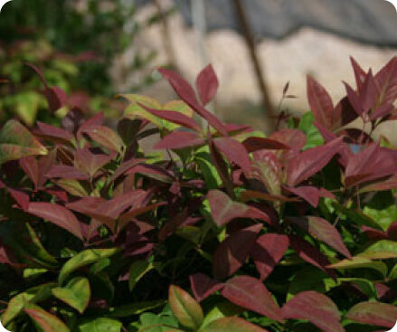 Nandina liners