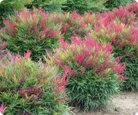 Nandina young plants