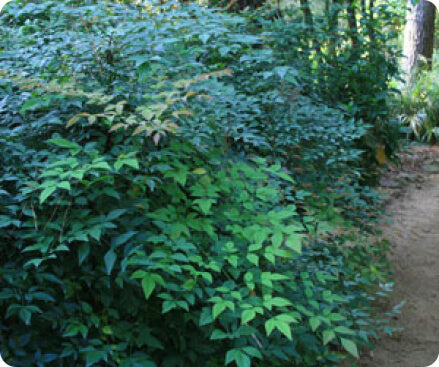 Nandina liners